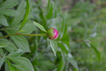 Gardening. Home garden, flower bed. House, field. Green leaves, bushes. Flower Peony. Paeonia, herbaceous perennials and deciduous shrubs. Young buds