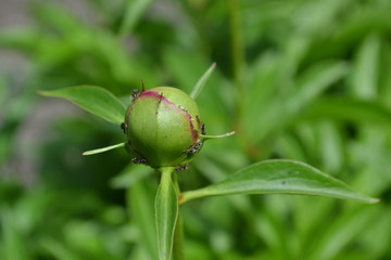 Gardening. Home. Green leaves, bushes. Flower Peony. Paeonia, herbaceous perennials and deciduous shrubs. Young buds