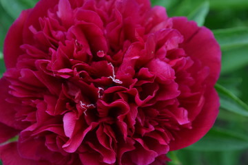 Home garden, bed. Flower Peony. Gardening. Paeonia, herbaceous perennials and deciduous shrubs. Red flowers