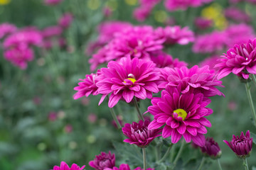 Obraz premium Beautiful pink chrysanthemums in the garden