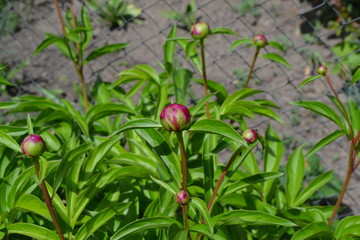 Home garden, bed. Gardening. Green leaves, bushes. Flower Peony. Paeonia, herbaceous perennials and deciduous shrubs. Young buds