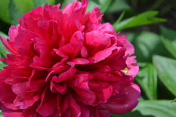 Home garden, flower bed. Gardening. Green leaves. Flower Peony. Paeonia, herbaceous perennials and deciduous shrubs. Red flowers