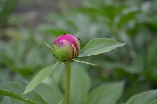 Gardening. Home garden, flower bed. House, field, farm. Green leaves, bushes. Flower Peony. Paeonia, herbaceous perennials and deciduous shrubs. Young buds