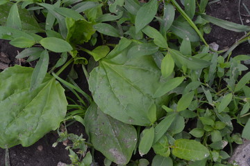 Fototapeta premium Gardening. Green leaves. Plantain. Plantago Major, a perennial herb of the family Plantagenaceae. Valuable medicinal plant