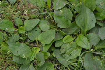 Gardening Home garden, bed. Green leaves, bushes. Plantain. Plantago Major, a perennial herb of the family Plantagenaceae. Valuable medicinal plant