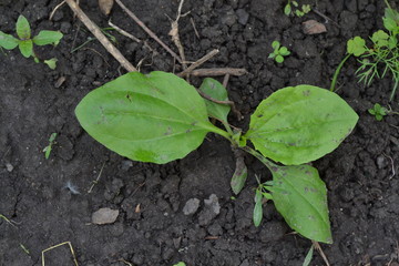 Valuable medicinal plant. Gardening. Home garden, bed. Green leaves, bushes. Plantain. Plantago Major, a perennial herb of the family Plantagenaceae