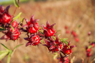 roselle, roselle for farm, roselle for farm from Thailand country