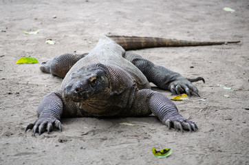 Komodo Waran