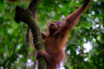 Orang Utan in Sumatra