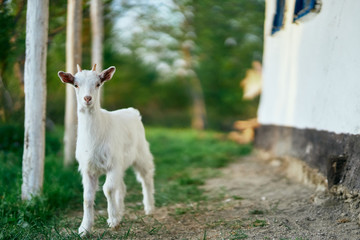 goat on the farm