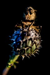 Łowik szerszeniak na chabrze driakiewniku