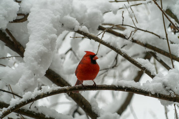 cardinal on branch