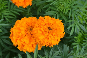 Home garden, flower bed. Gardening. House, field, farm, village. Green leaves, bushes. Beautiful flower. Barhatts erect, Tagetes erecta. Annual herb