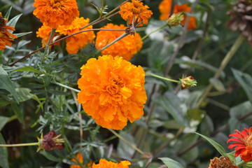 Home garden, flower bed. Gardening. House. Green leaves, bushes. Beautiful flower. Barhatts erect, Tagetes erecta. Annual herb