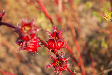 roselle, roselle for farm, roselle for farm from Thailand country