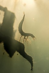 Pływak żółtobrzeżek (Dytiscus marginalis), larwa © Andrzej Gabiński