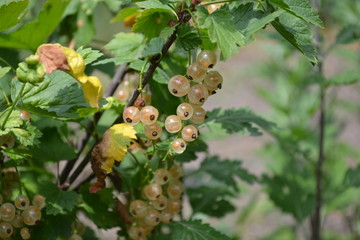 Obraz premium Gardening. Home garden, bed. Green leaves, bushes. White juicy berries. Tasty and healthy. White currant, ordinary, garden. Small deciduous shrub family Grossulariaceae
