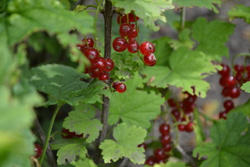 Gardening. Home garden, flower bed. Green leaves, bushes. Red juicy berries. Tasty and healthy. Red currant, ordinary, garden. Small deciduous shrub family Grossulariaceae