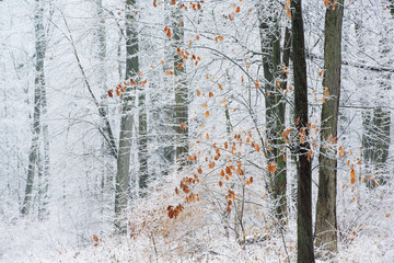 Winter landscape of a forest of iced trees, Michigan