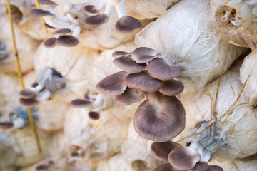 Organic oyster mushroom growing on soil in plastic bag , Pleurotus pulmonarius or phoenix mushroom