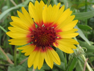 Beautiful picture of flowers of great beauty and good smell