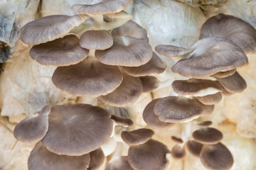 Organic oyster mushroom, Pleurotus pulmonarius or phoenix mushroom