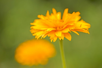  Beautiful yellow flower Coreopsis grandiflora (Largeflower tickseed), beautiful orange bokeh sunset background. 