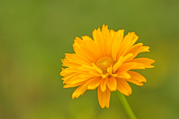  Beautiful yellow flower Coreopsis grandiflora (Largeflower tickseed), beautiful orange bokeh sunset background. 