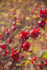 roselle, roselle for farm, roselle for farm from Thailand country
