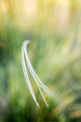 Ostnica Jana, trawa muraw kserotermicznych © Andrzej Gabiński