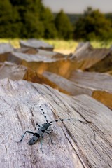 Nadobnica alpejska w Beskidzie Niskim