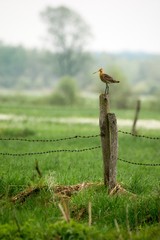 Rycyk w Dolinie Biebrzy.