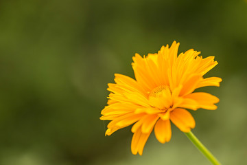  Beautiful yellow flower Coreopsis grandiflora (Largeflower tickseed), beautiful orange bokeh sunset background. 