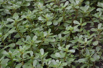 Home garden, flower bed. Gardening. House. Green leaves, bushes. Purslane, annual herbaceous succulent plants. Portulaca oleracea. Tasty and healthy