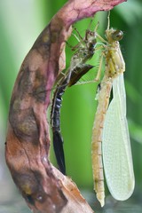 Metamorfoza ważki © Andrzej Gabiński