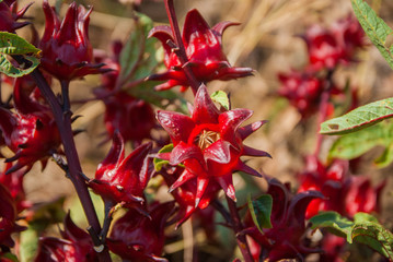 roselle, roselle for farm, roselle for farm from Thailand country