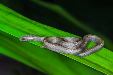 Common Mock Viper or Psammodynastes pulverulentus (Boie, 1827), beautiful gray snake stripes coiling resting wrap on green Leaves at night in Thung salaeng luang National park, Thailand.