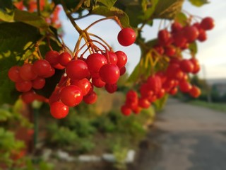 Red rowan berries on a branch close-up.