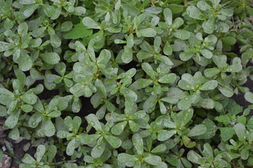 Home garden, flower bed. Gardening. Green leaves, bushes. Purslane, annual herbaceous succulent plants. Portulaca oleracea. Tasty and healthy
