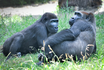 A silverback mountain gorilla in a rainforest in Rwanda