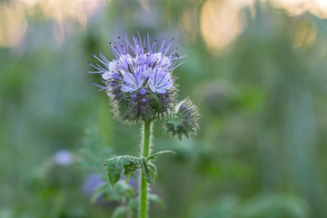 Phacelia honey plant in full bloom, beautiful blurred bokeh background of evening sunset. Flowers for bees, beekeeping. Phacelia tanacetifolia 