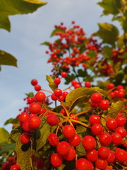 Red rowan berries on a branch closeup.