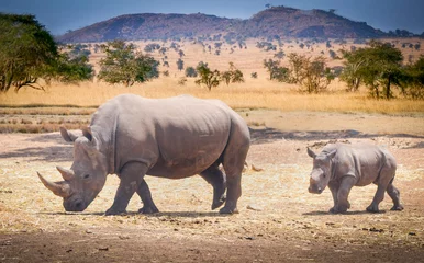 Gardinen Nashorn Nashornbaby und Nashornmama durchstreifen die Savannen Afrikas  © Marcio