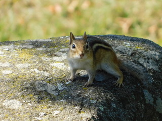 chipmunk