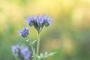 Phacelia honey plant in full bloom, beautiful blurred bokeh background of evening sunset. Flowers for bees, beekeeping. Phacelia tanacetifolia 