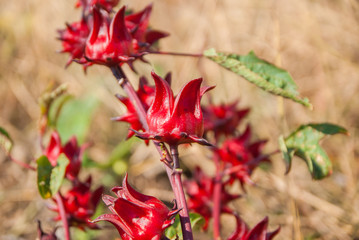 Obraz premium roselle, roselle for farm, roselle for farm from Thailand country
