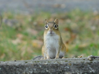 chipmunk