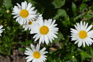 Obraz premium Gardening. Home garden, flower bed. House, field, farm, village. Daisy flower, chamomile. Matricaria Perennial flowering