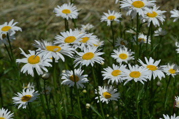 Home garden, flower bed.  Gardening. House, field, farm. Daisy flower, chamomile. Matricaria Perennial flowering plant of the Asteraceae family. Beautiful, delicate inflorescences. White flowers