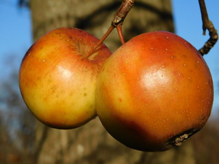 apples on a tree